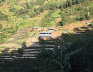 Rwandan coffee farm